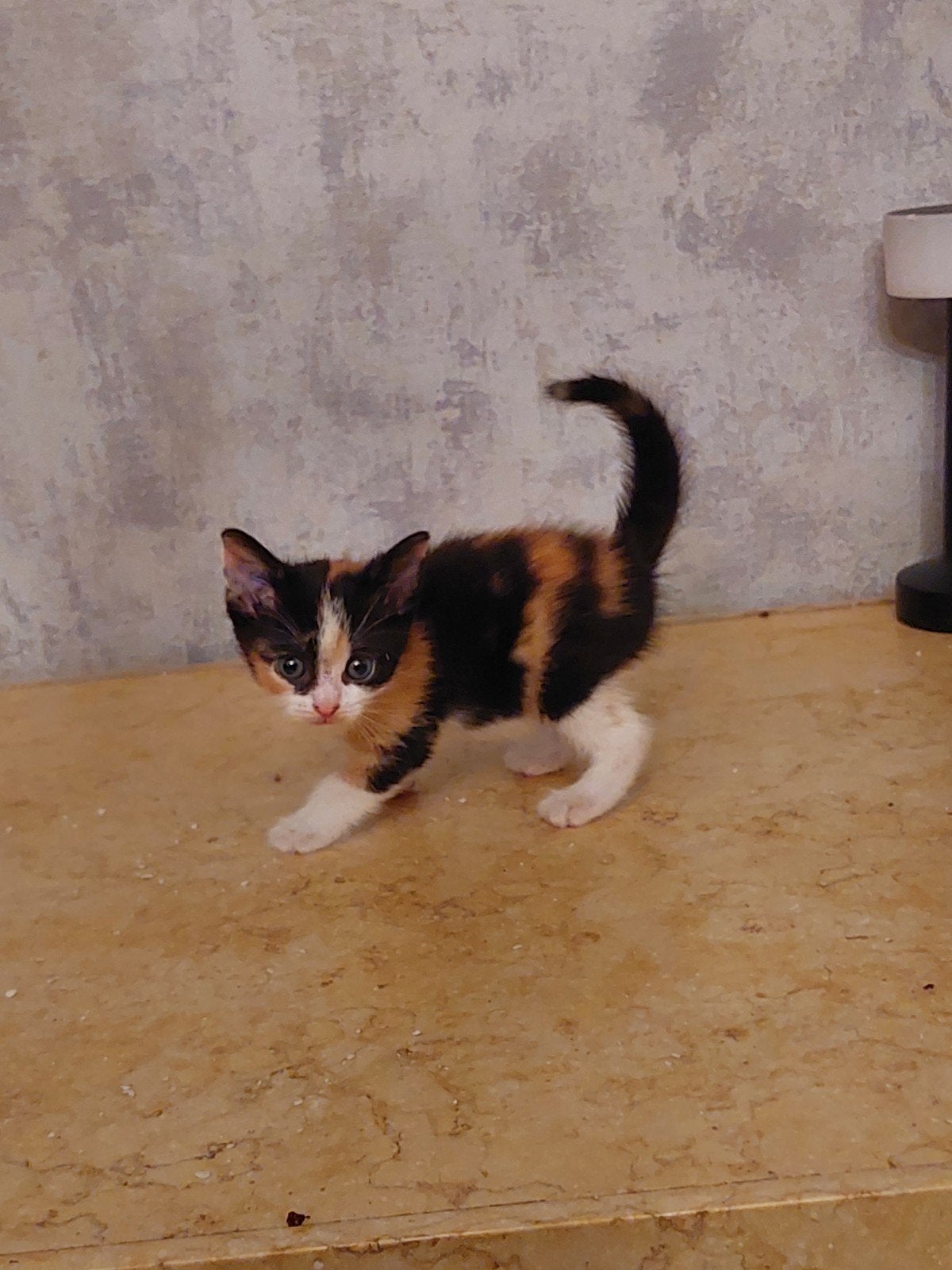Mooie kittens, Dieren en Toebehoren, Katten en Kittens | Overige Katten, Kortharig, Meerdere dieren