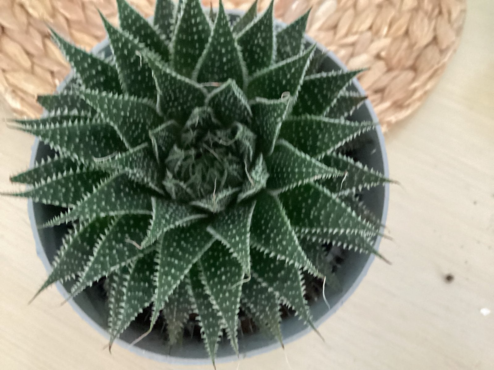 Mooie Aloë Aristata - Vetplant in pot 2,00, Ophalen, Vetplant, In pot, Minder dan 100 cm