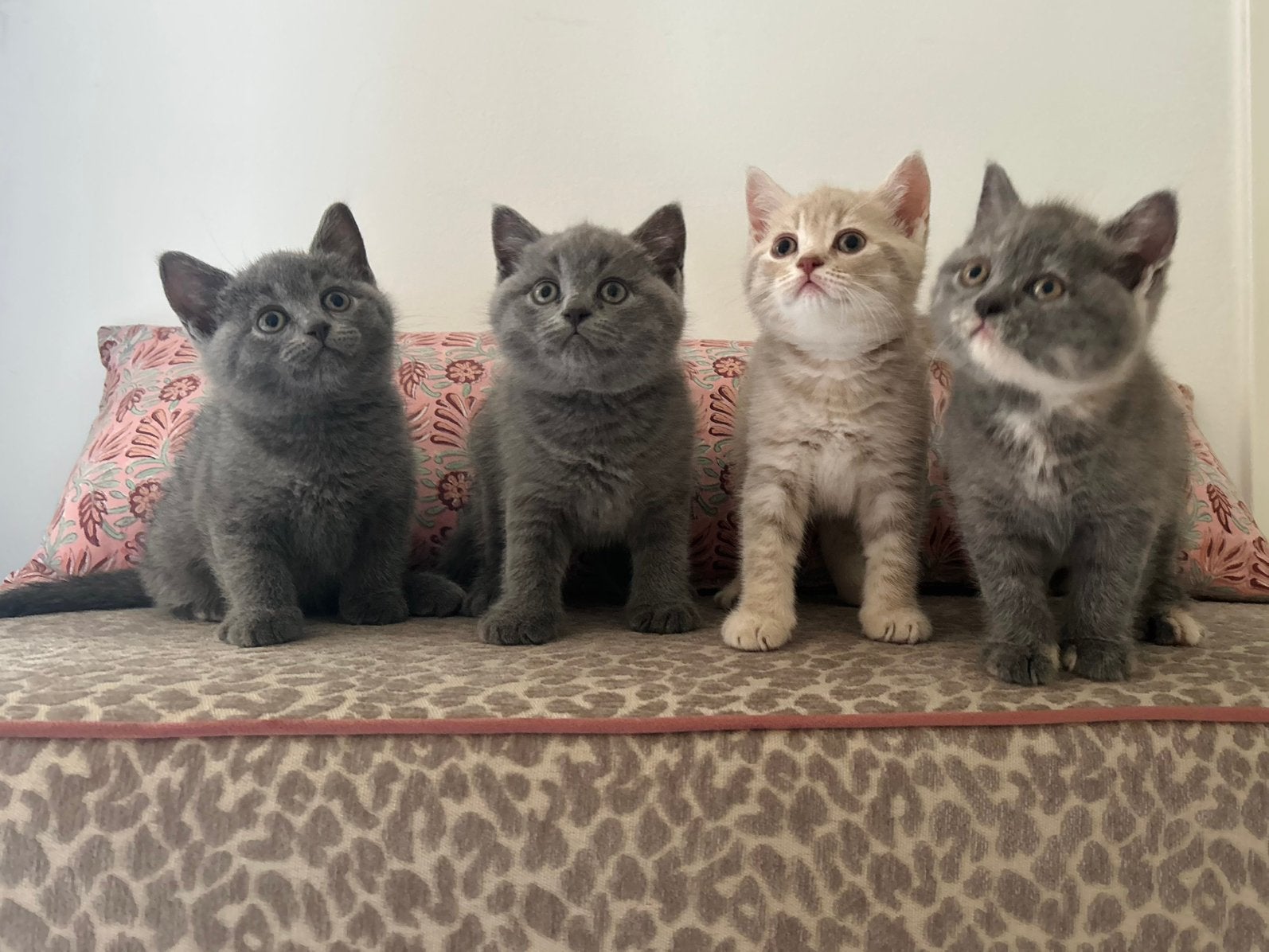 Britse korthaar kittens (nog maar 1 beschikbaar!), Meerdere dieren, Ontwormd