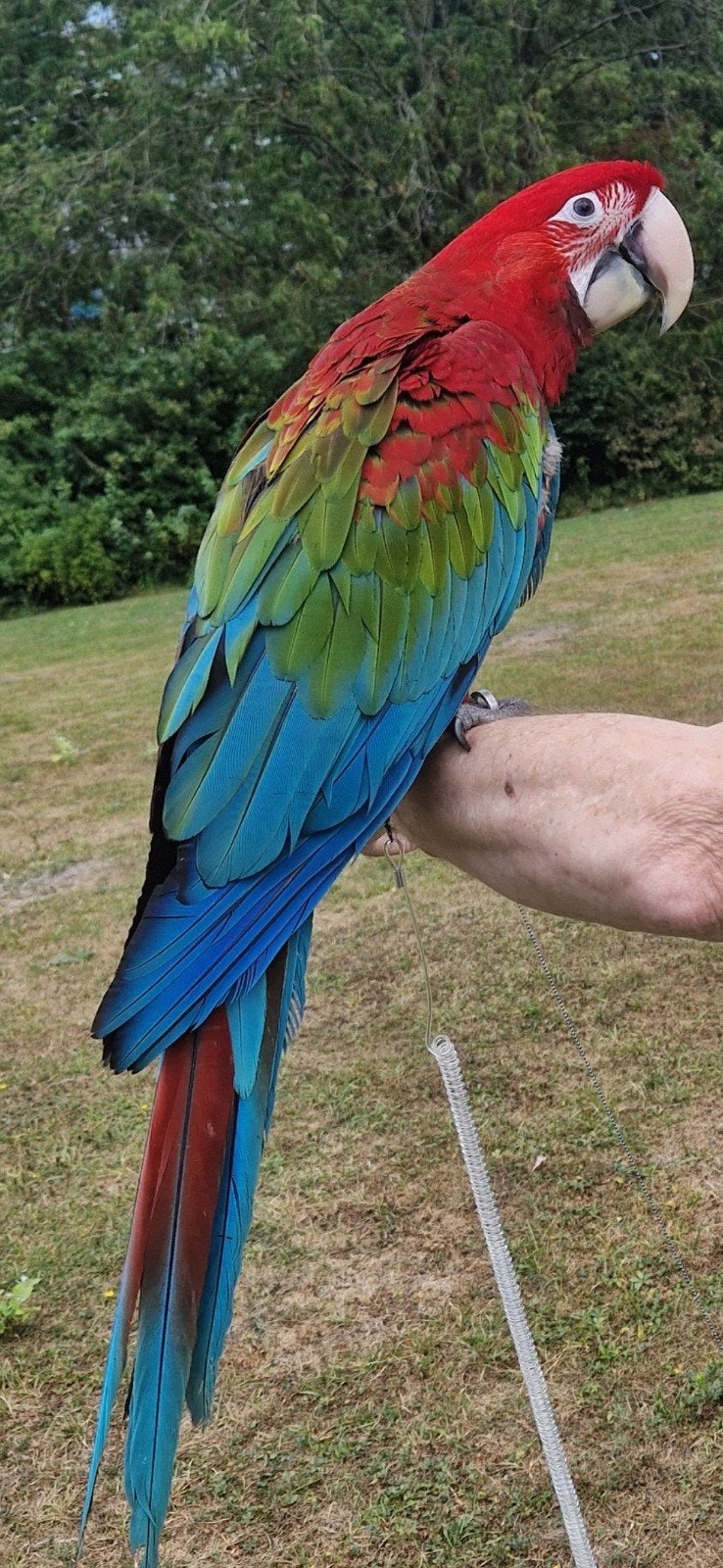lieve grote groffe groenvleugel mannetje, Dieren en Toebehoren, Mannelijk, Papegaai