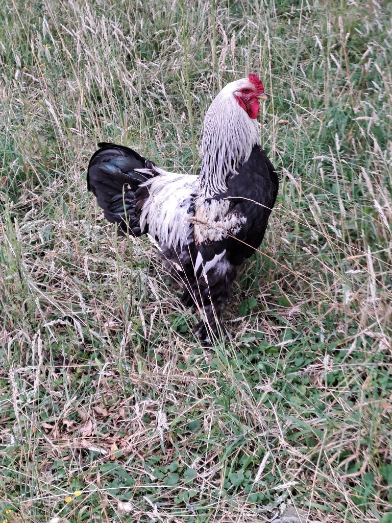 Brahma haan, Mannelijk, Kip