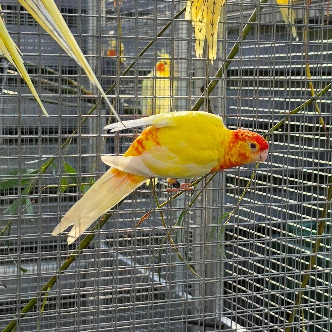 koppel stanley rosella's