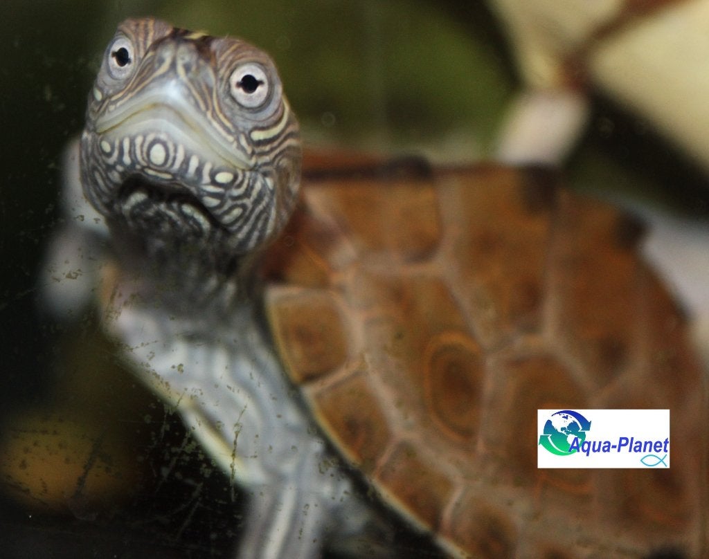 Graptemys kohnii, Dieren en Toebehoren, Reptielen en Amfibieën, Schildpad, Tam, 0 tot 2 jaar