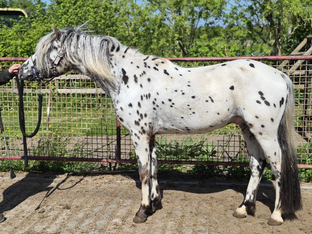 Appaloosa hengst, Dieren en Toebehoren, Pony's, Hengst, Zadelmak, C pony (1.27m tot 1.37m), Springpony, 3 tot 6 jaar, Met stamboom