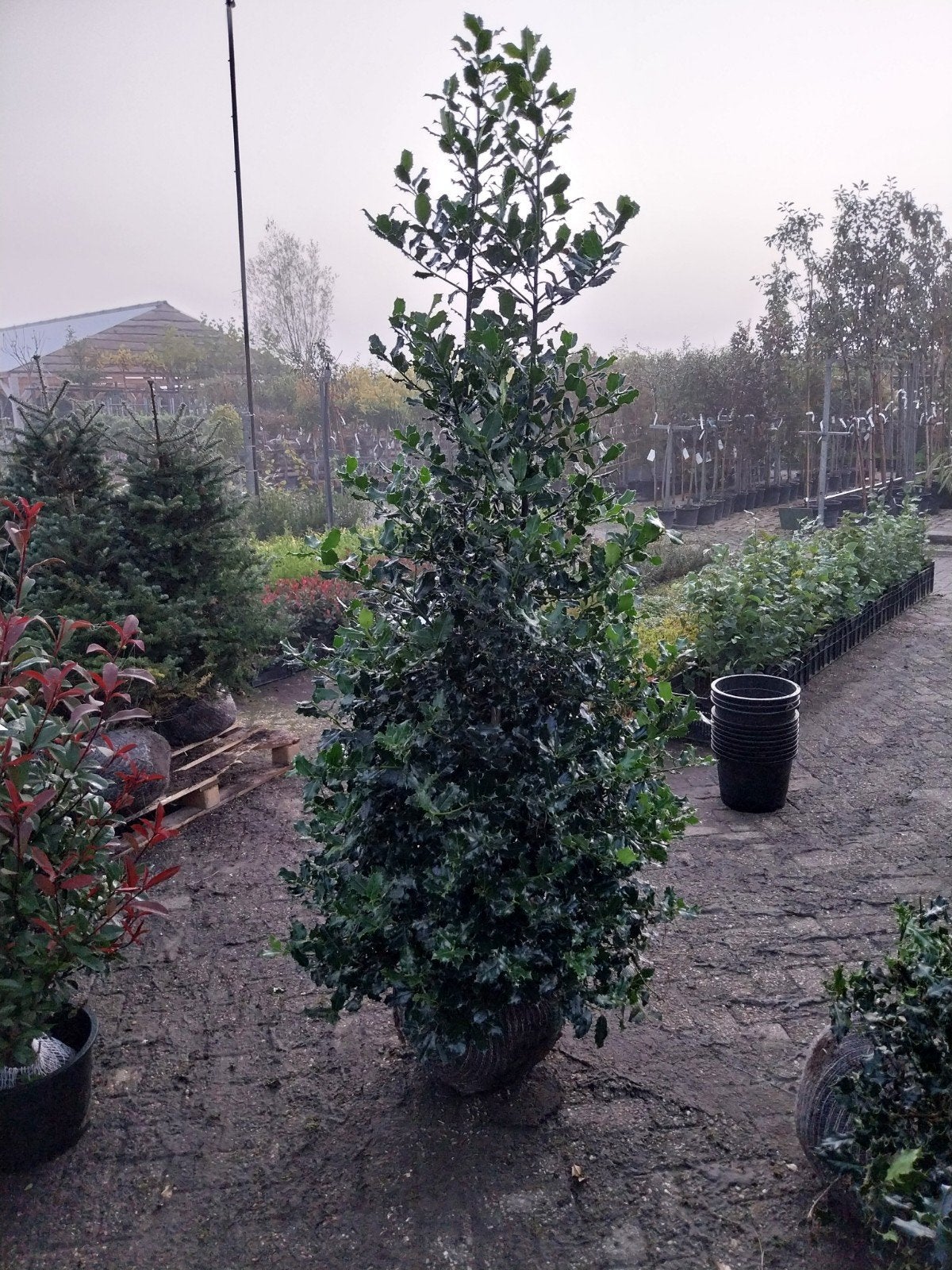 Ilex aquifolium. hulst struiken 175-200 cm, Vaste plant, Bloeit niet, Halfschaduw, Ophalen