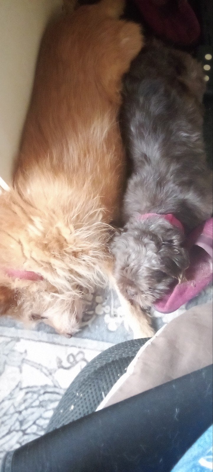 Geweldig lief hondje zoekt een lieve baas!, Dieren en Toebehoren, 6 jaar of ouder, Reu, Parvo, Eén hond