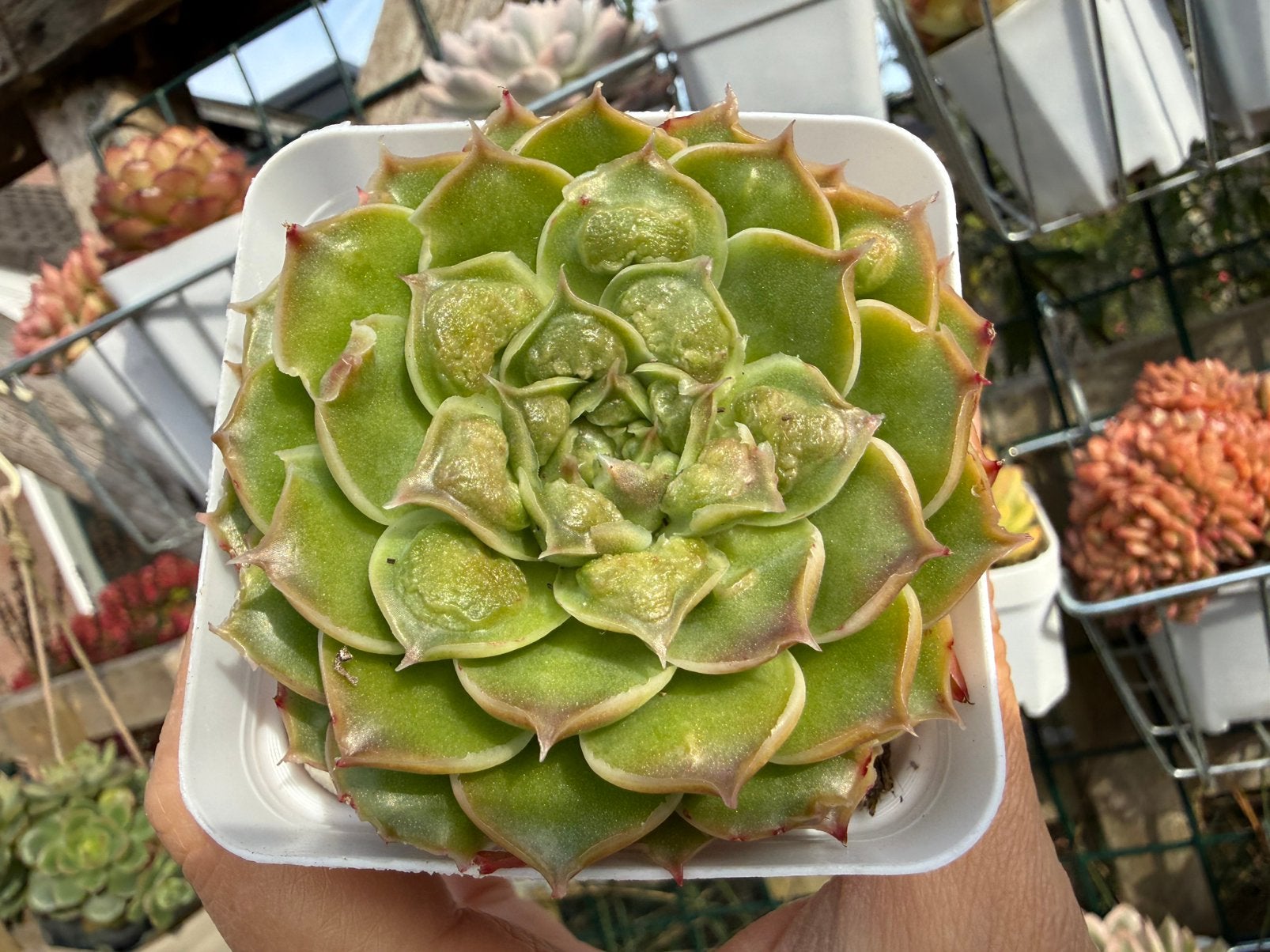 Echeveria Ghost Bubble /pot 7cm/vetplant/succulent, Ophalen of Verzenden, Halfschaduw, Minder dan 100 cm