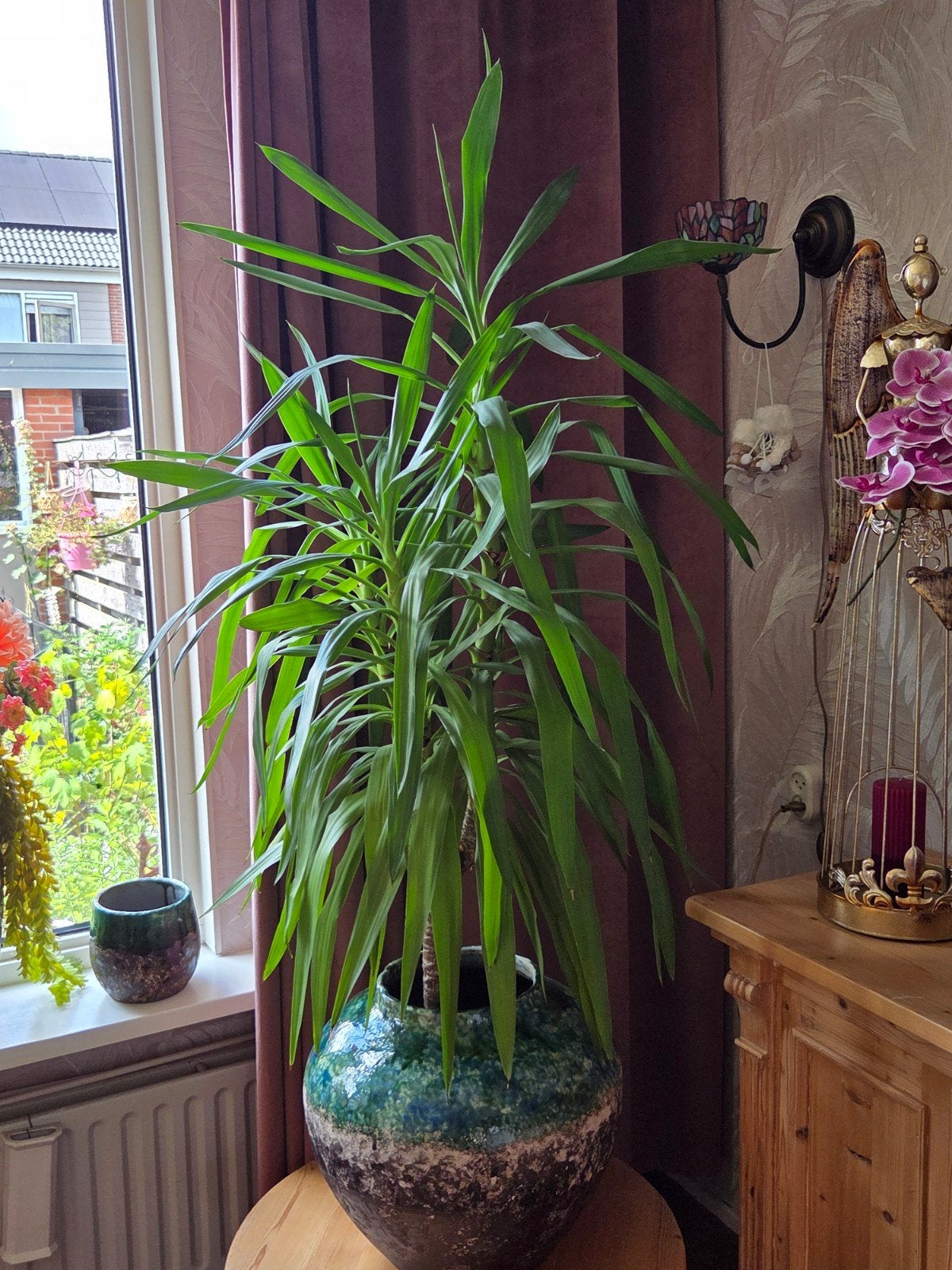 2 grote planten, Ophalen, Halfschaduw, 100 tot 150 cm