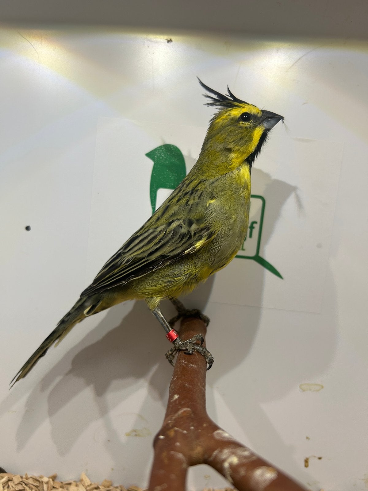 2-1 groene kardinalen, Meerdere dieren, Tropenvogel, Geringd