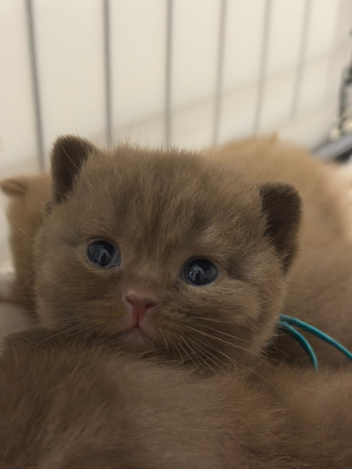 British Shorthair Cinnamon + Chocolate + Fawn, Dieren en Toebehoren, Katten en Kittens | Raskatten | Korthaar, Poes, Met stamboom