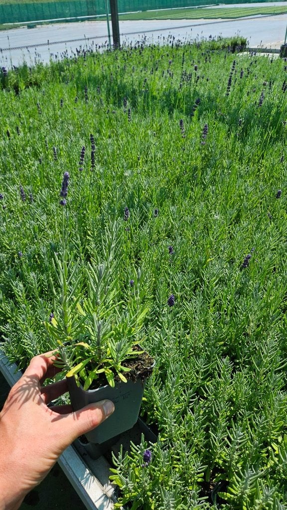 Lavandula Hidcote - lavendel - 9cm pot -, Bodembedekkers, Volle zon, Vaste plant, Ophalen of Verzenden