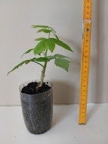 Jonge frambozenplant goed geworteld  20 cm, Tuin en Terras, Planten | Tuinplanten, Ophalen, Overige soorten, Volle zon