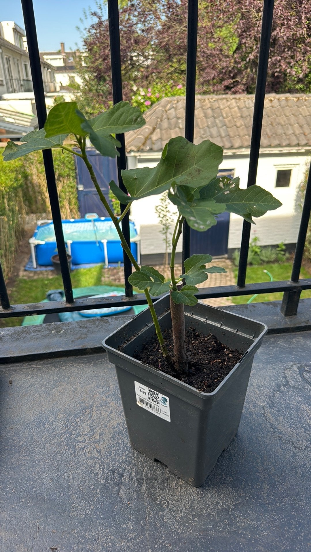 Vijgenboom/ vijgenstruik, Ophalen, Volle zon, Eenjarig, Zomer
