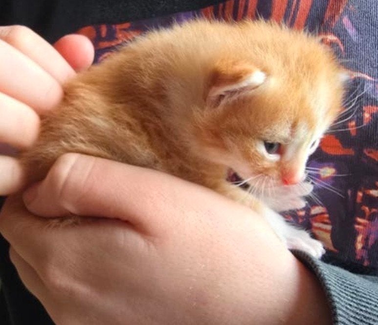 Kittens, klaar om te verhuizen, Dieren en Toebehoren, Katten en Kittens | Overige Katten, Meerdere dieren, Kortharig, 0 tot 2 jaar