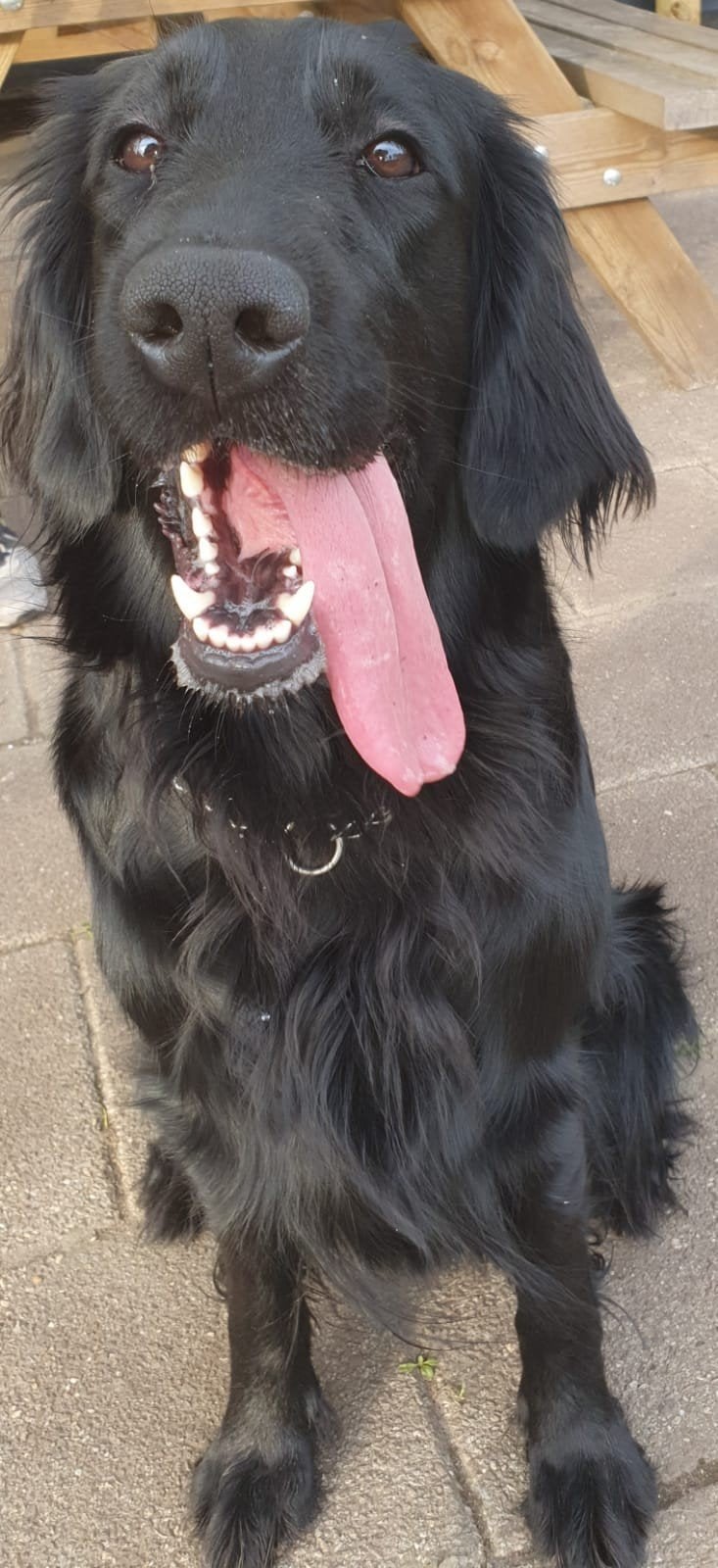 Goed huisje gezocht voor flatcoated retriever Fay, 6 jaar of ouder, Overige rassen, Teef, Eén hond
