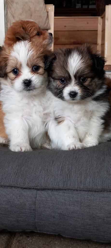 lieve sociale in huis opgroeiende pups ,kruizing x pomeriaan, Overige rassen, 8 tot 15 weken, Meerdere, Meerdere dieren