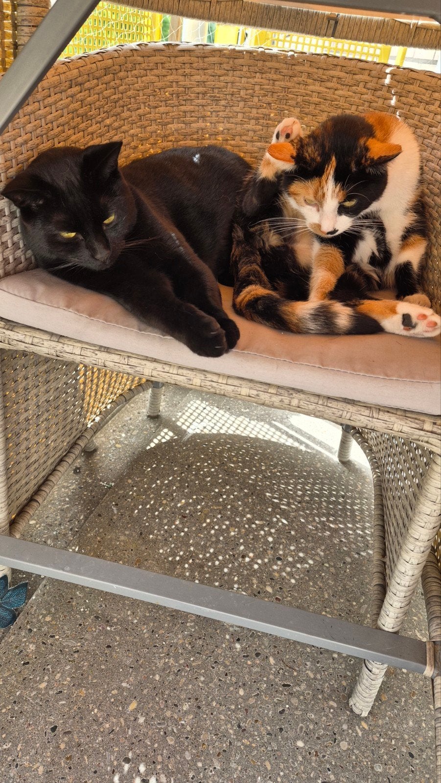 poezen 2 en 3 jaar oud, Dieren en Toebehoren, Poes, Kortharig, 3 tot 5 jaar