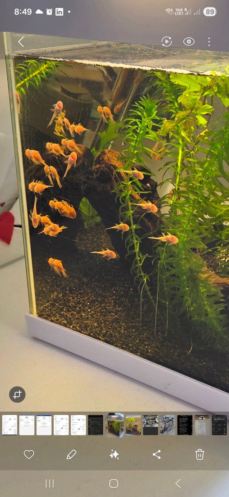 FREE ALBINO PLECOS – TAKE AS MANY AS YOU WANT!, Ophalen of Verzenden, Zo goed als nieuw