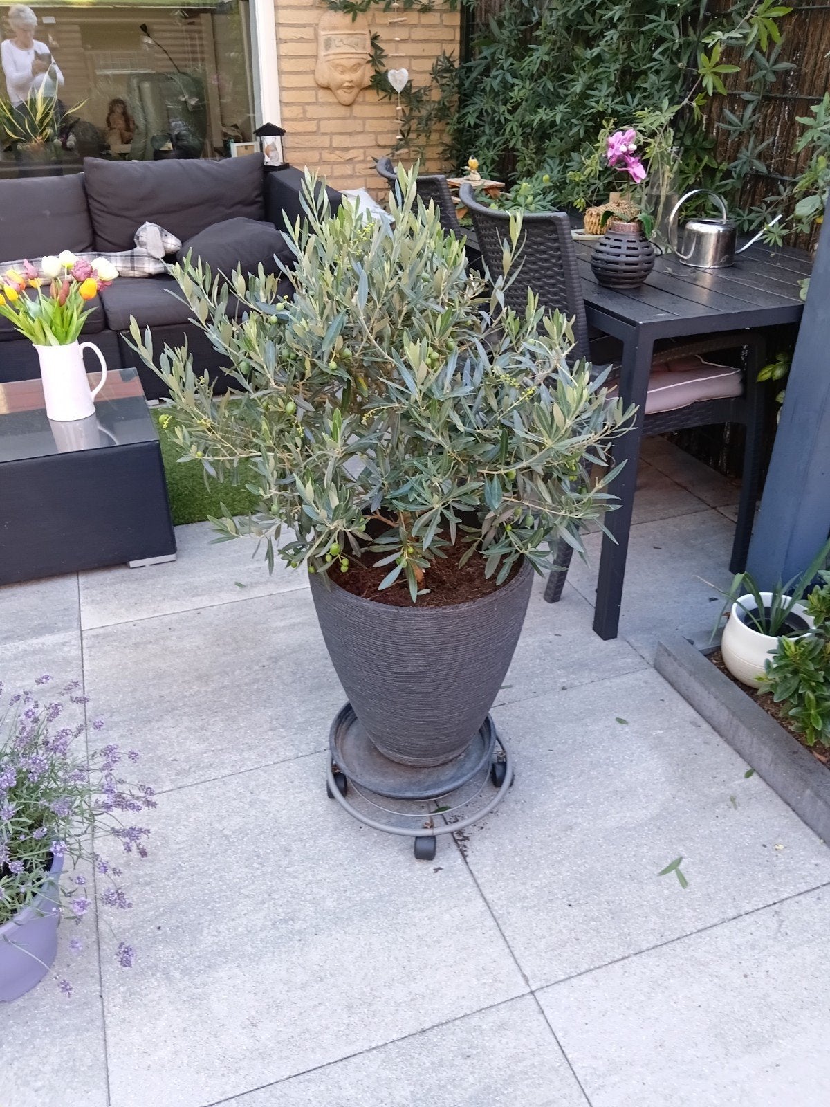 Mooi Olijfboompje, Ophalen, Zo goed als nieuw, Rond, Minder dan 30 cm