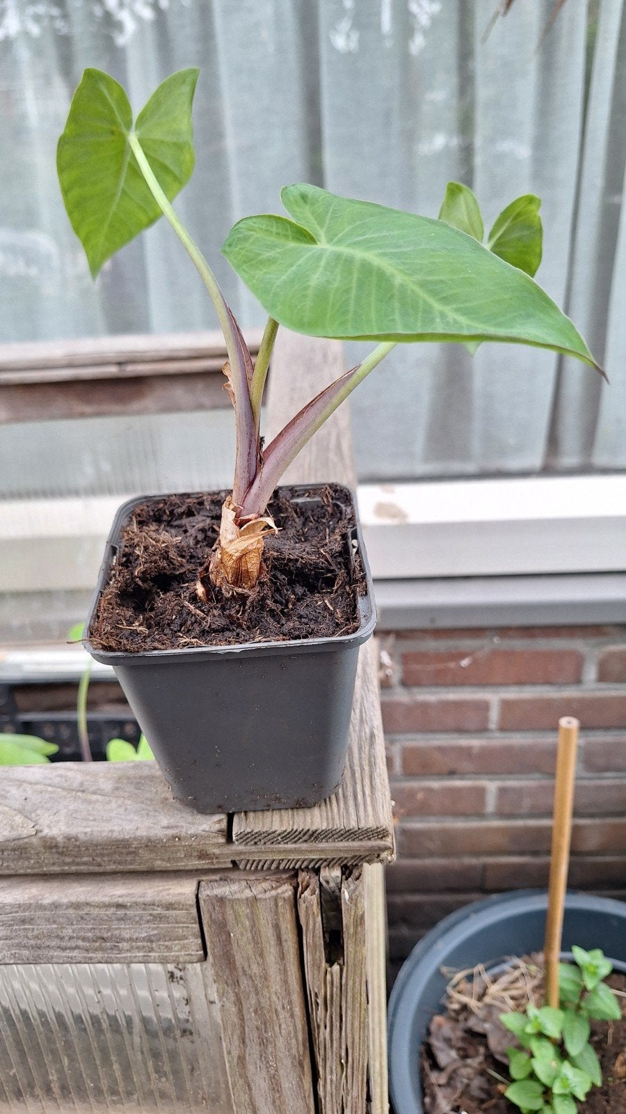 Tayerblad plantjes (Boterblad), Ophalen, Eenjarig, Groenteplanten, Volle zon