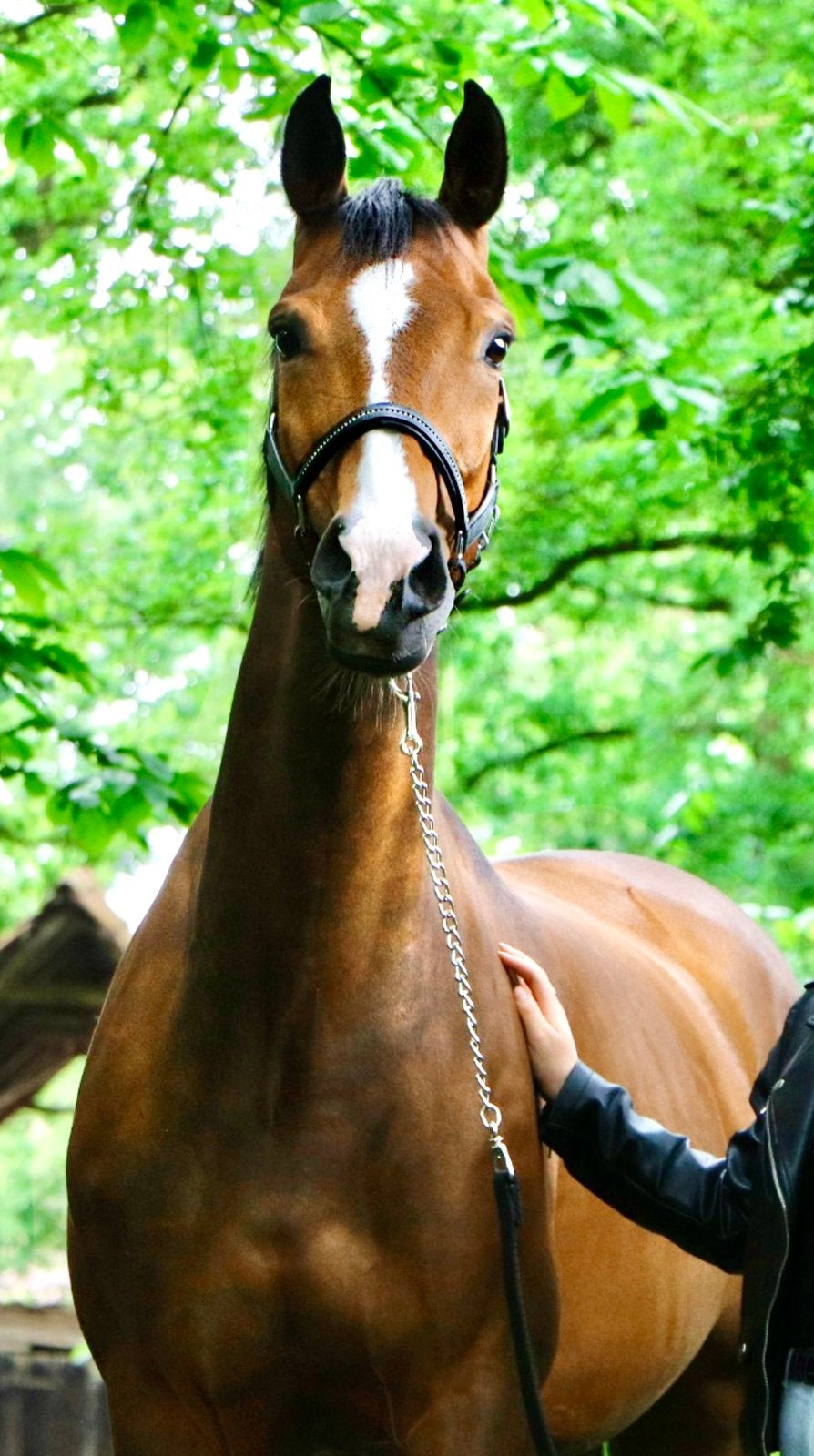Sport/recreatie/fok merrie te koop, Dieren en Toebehoren, Merrie, Met stamboom, M, Dressuurpaard