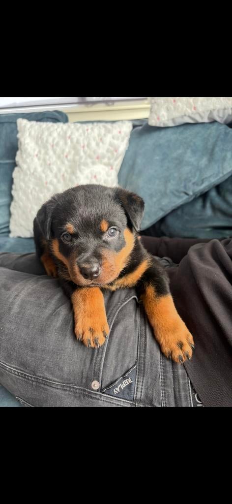 Rottweiler reu pup, Dieren en Toebehoren, Honden | Niet-rashonden, Reu, 8 tot 15 weken, Eén hond, Nederland