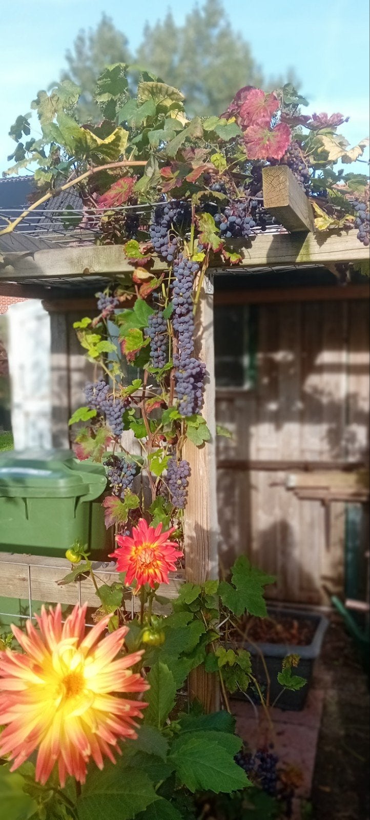 Boskoop Glory Wijnstok - Heerlijke Blauwe Druiven, Tuin en Terras, Ophalen, Volle zon, Vaste plant, Klimplanten