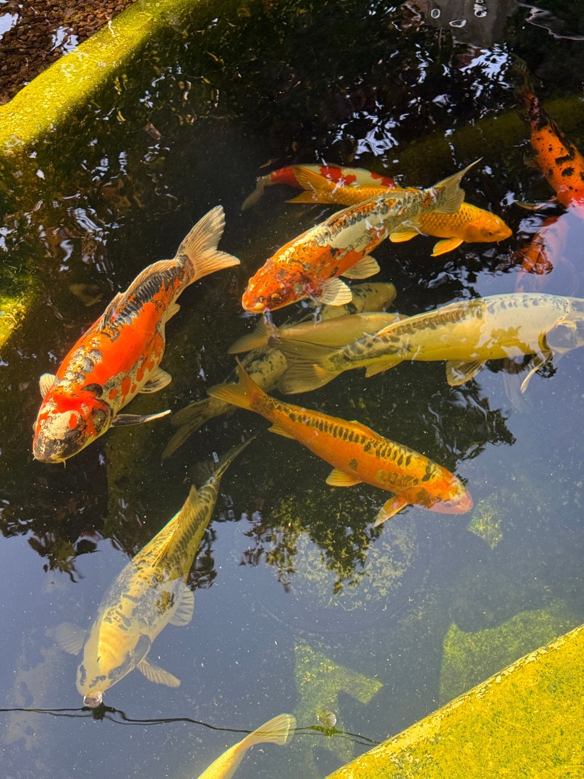 Koi overnemen, Dieren en Toebehoren, Vissen | Vijvervissen, Karper of Koi
