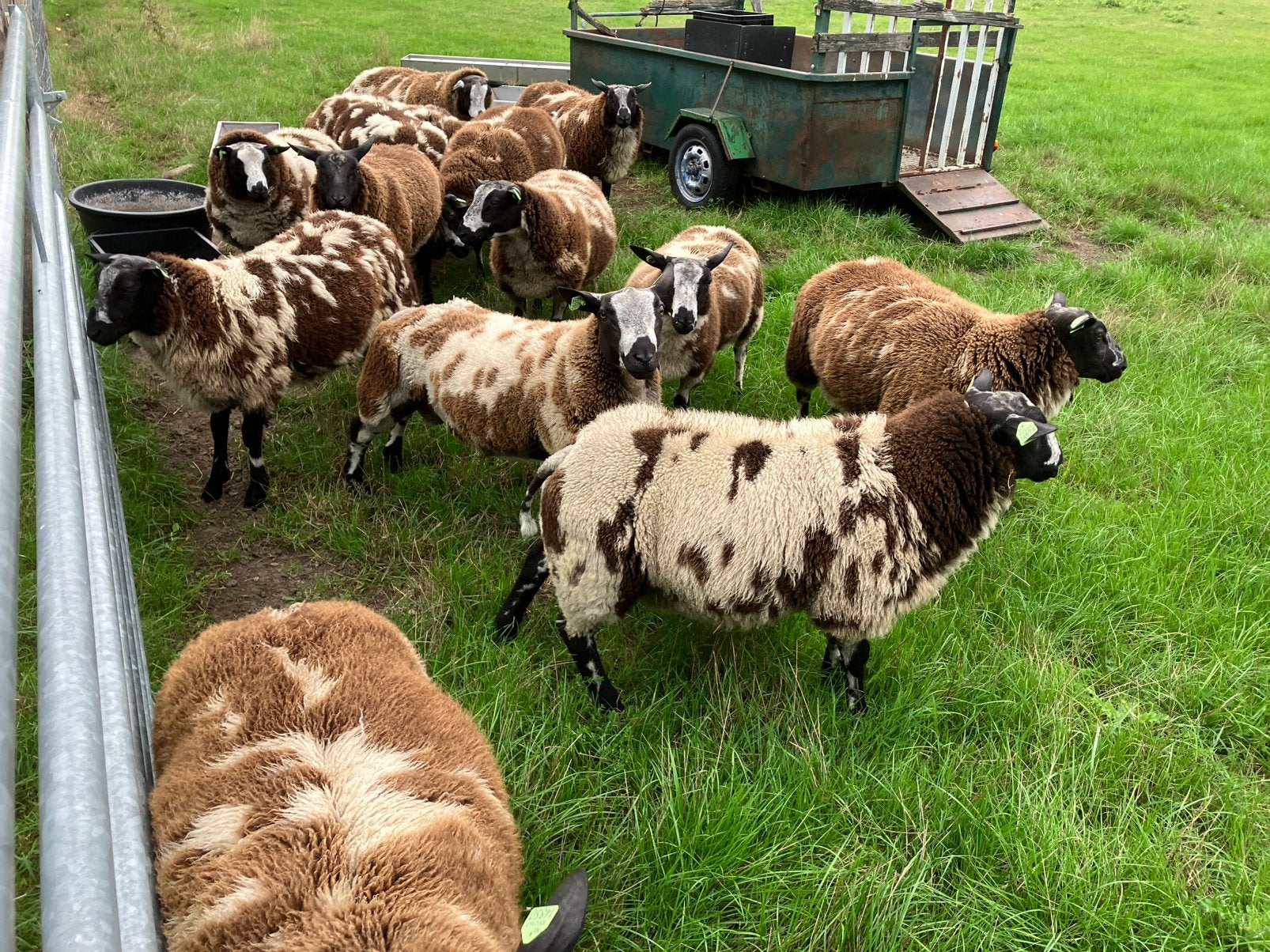 Bonte dekrammen, Dieren en Toebehoren, Schapen, Geiten en Varkens, Mannelijk, Schaap