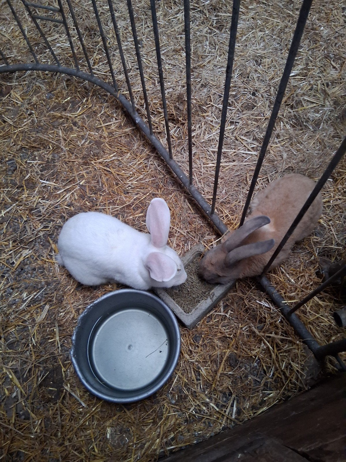 Vlaamse reuzen, Dieren en Toebehoren, Konijnen, Mannelijk, Groot