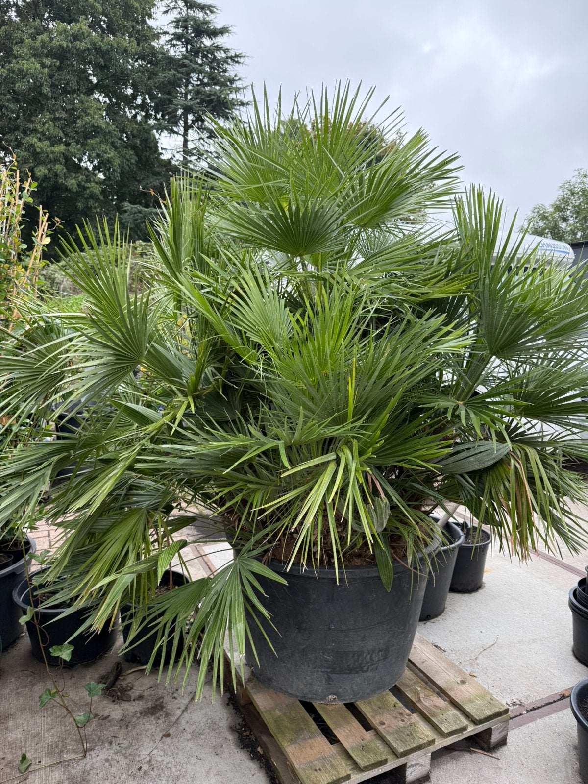 Foto 5 van Prachtige palm super dik chamearops wie wil hem niet ? 595,-