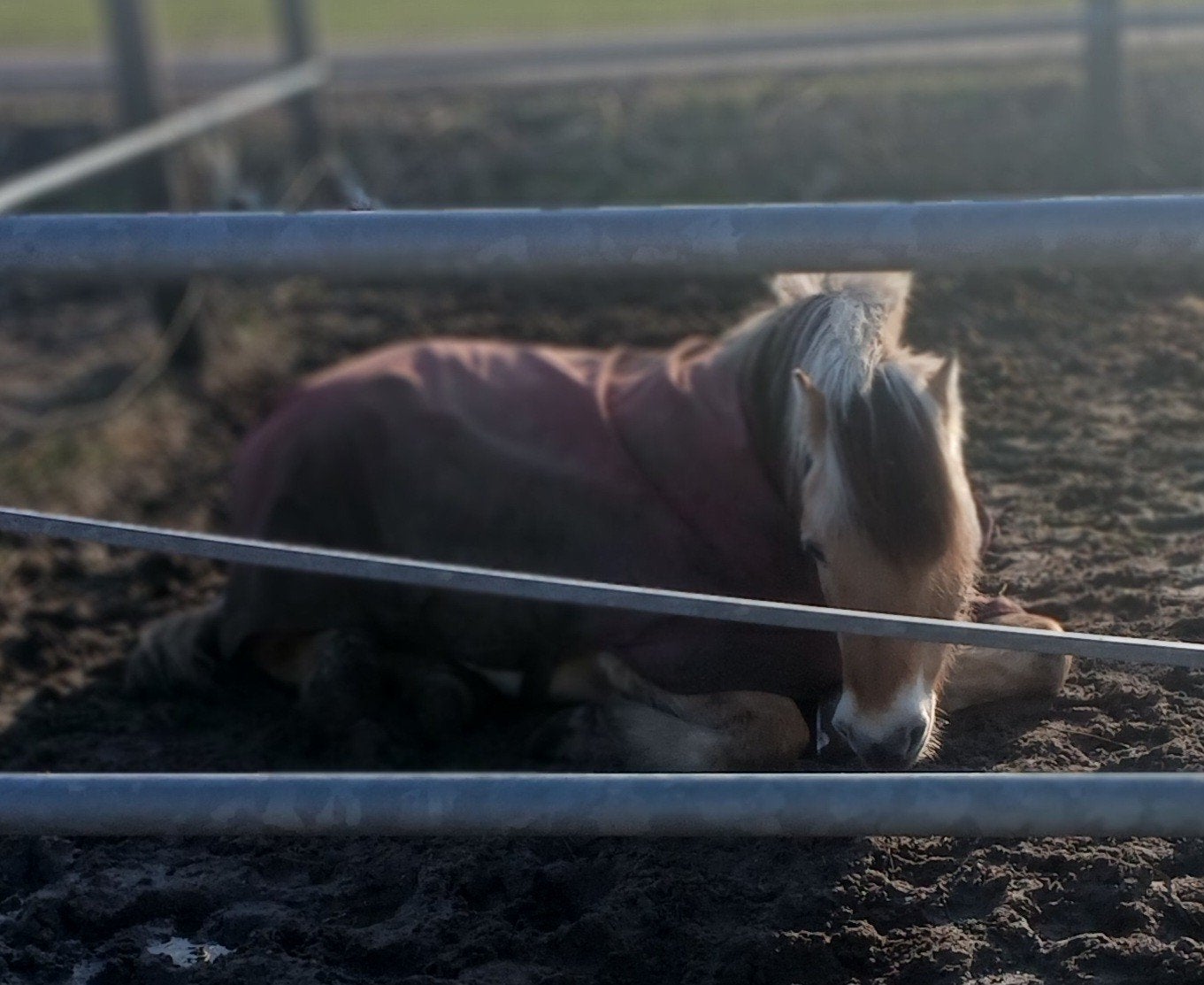 stal uitmesten, Dieren en Toebehoren, Stalling en Weidegang