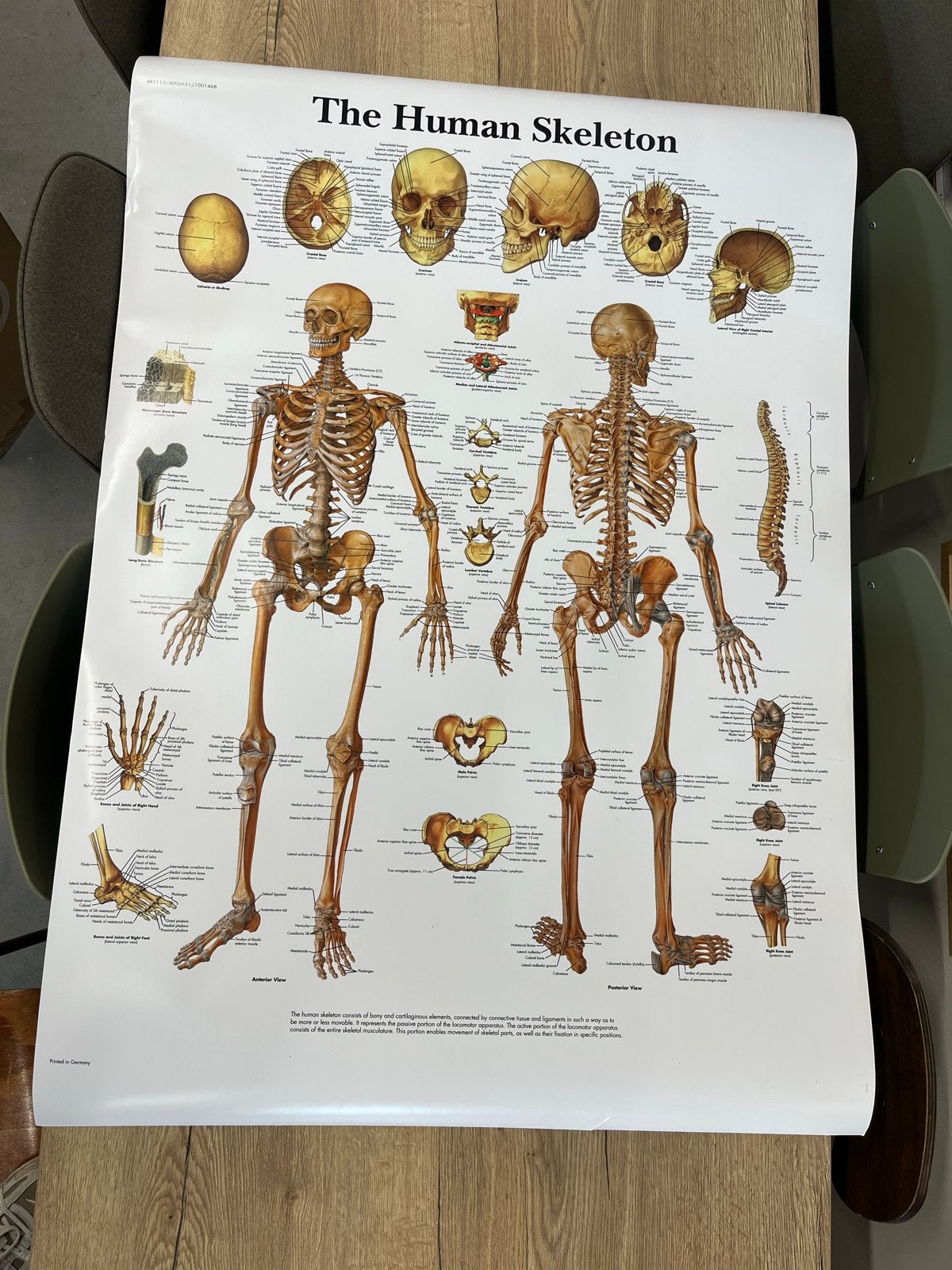 Anatomie posters - Skelet, Spieren, Acupunctuur, Ophalen, Geenidee@geenidee.nl, Zo goed als nieuw, Foto of Poster