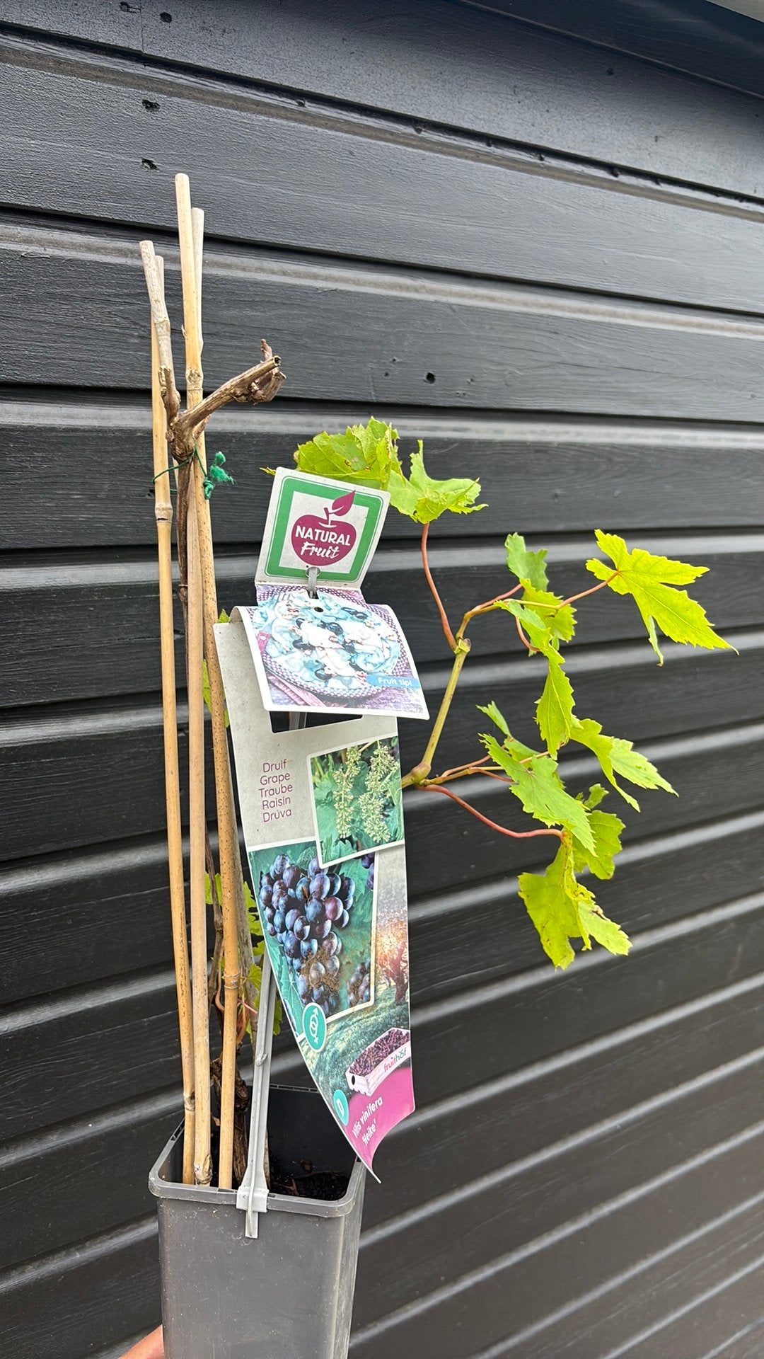 Druivenplant, Ophalen, Overige soorten