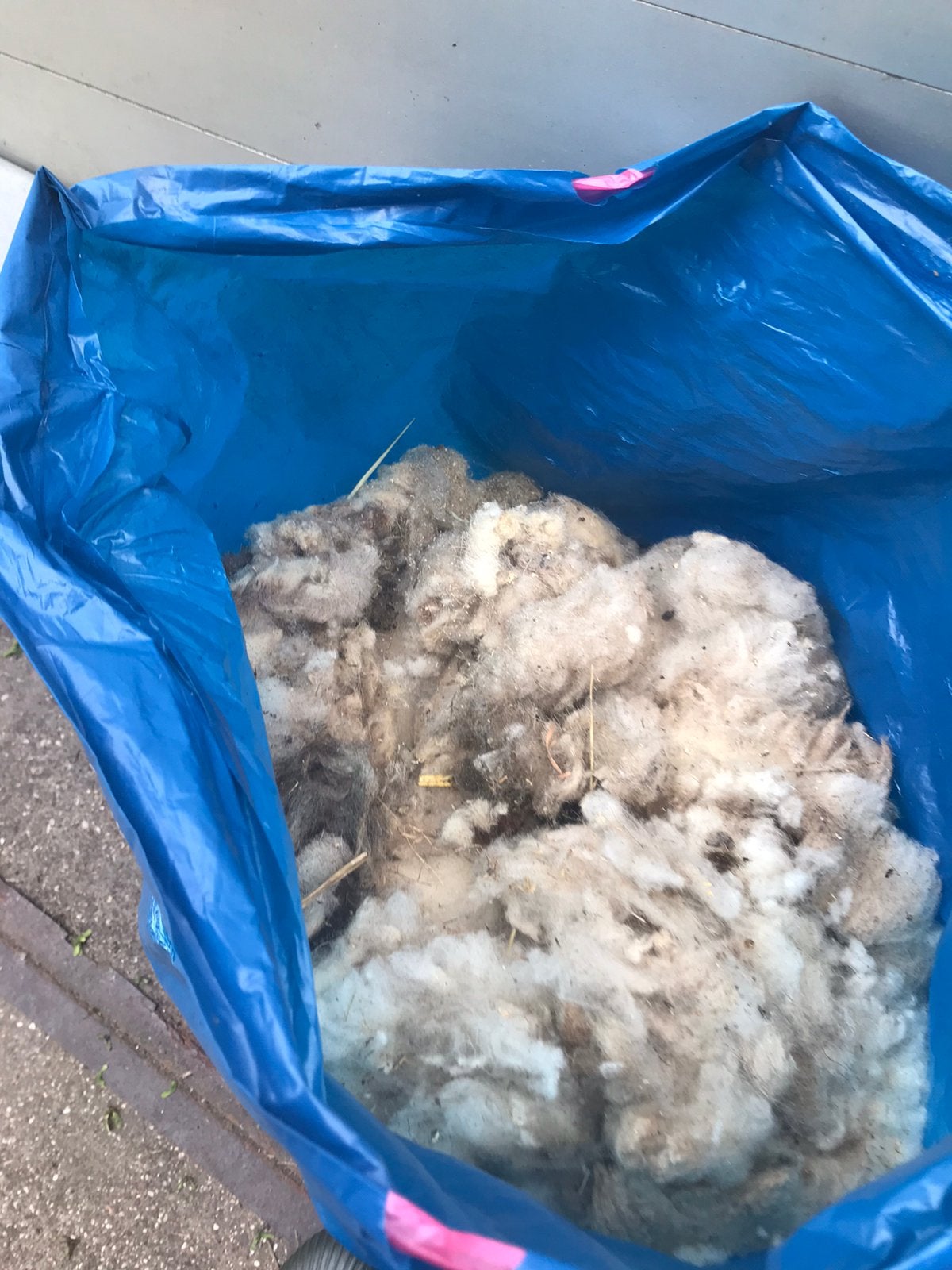 Gratis ophalen schapenwol, Dieren en Toebehoren