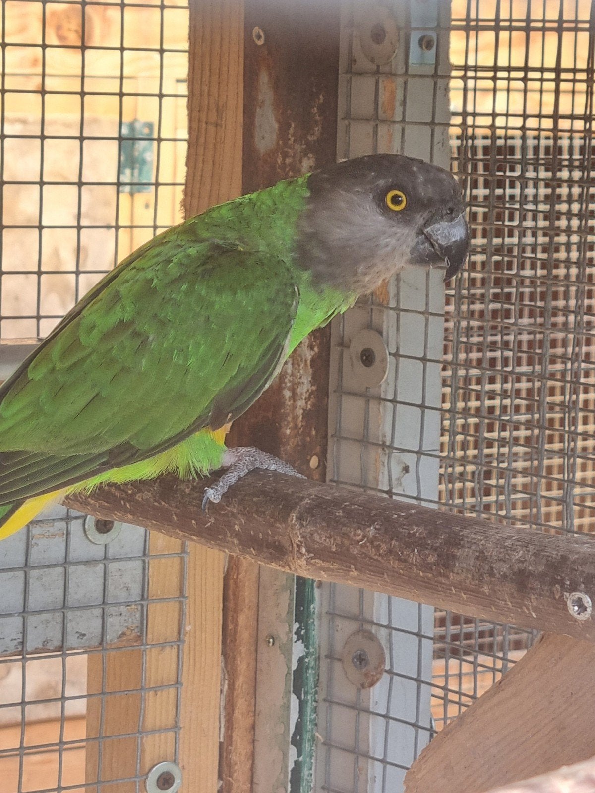 Koppel bonte boertjes, Dieren en Toebehoren, Meerdere dieren, Papegaai, Tam