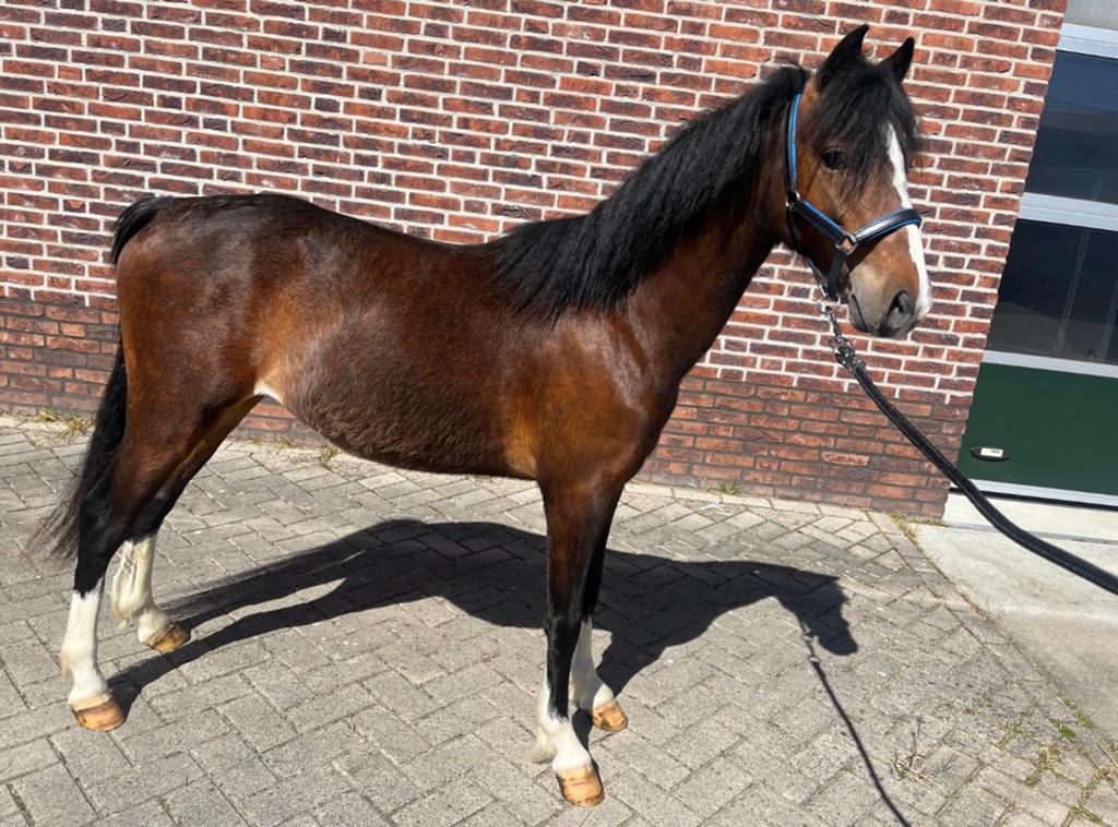 Te koop lieve B pony hengst., Hengst
