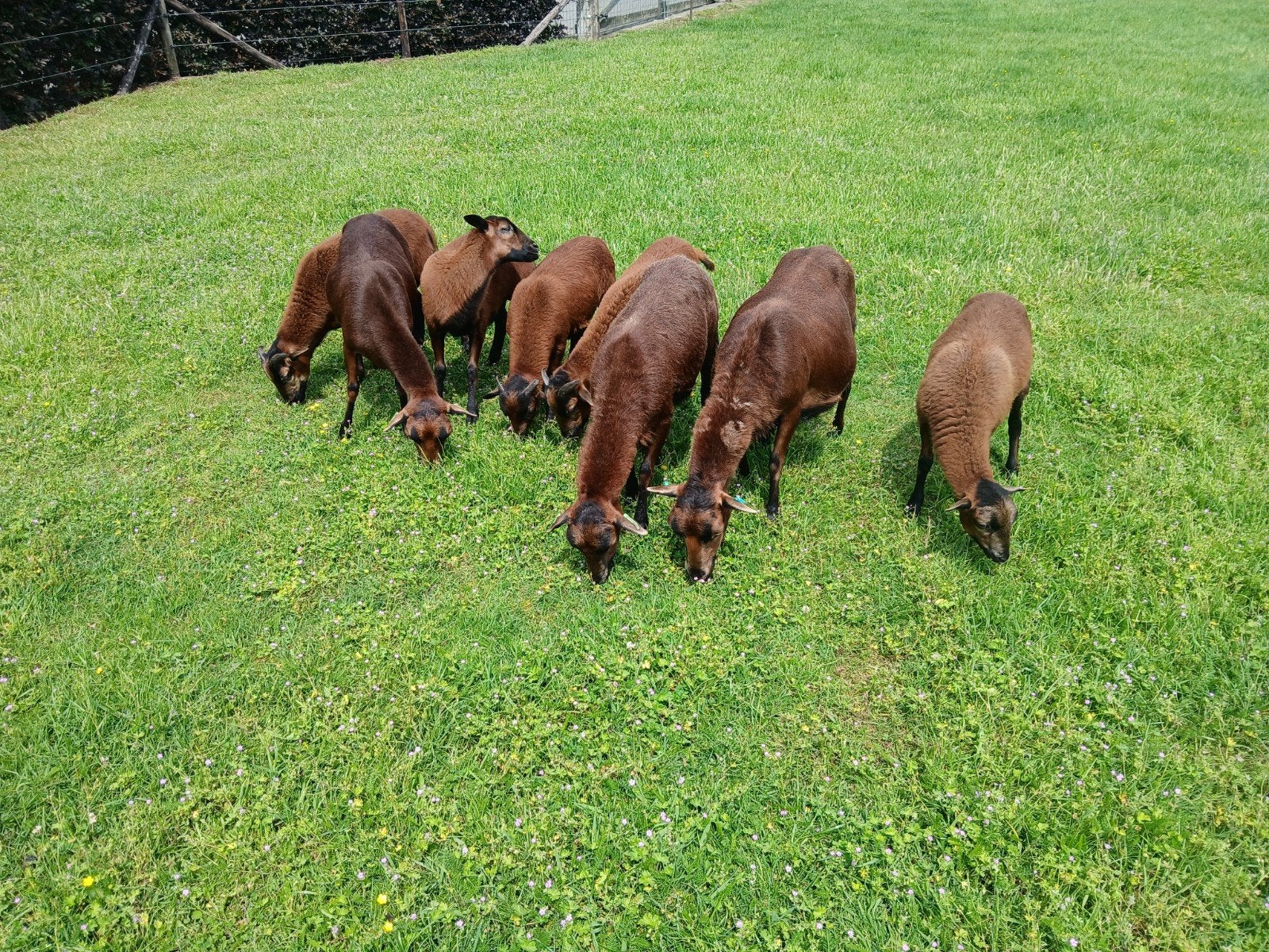 Gevraagd kameroen ram kameroenschaap, Dieren en Toebehoren, Schapen, Geiten en Varkens, Mannelijk, Schaap