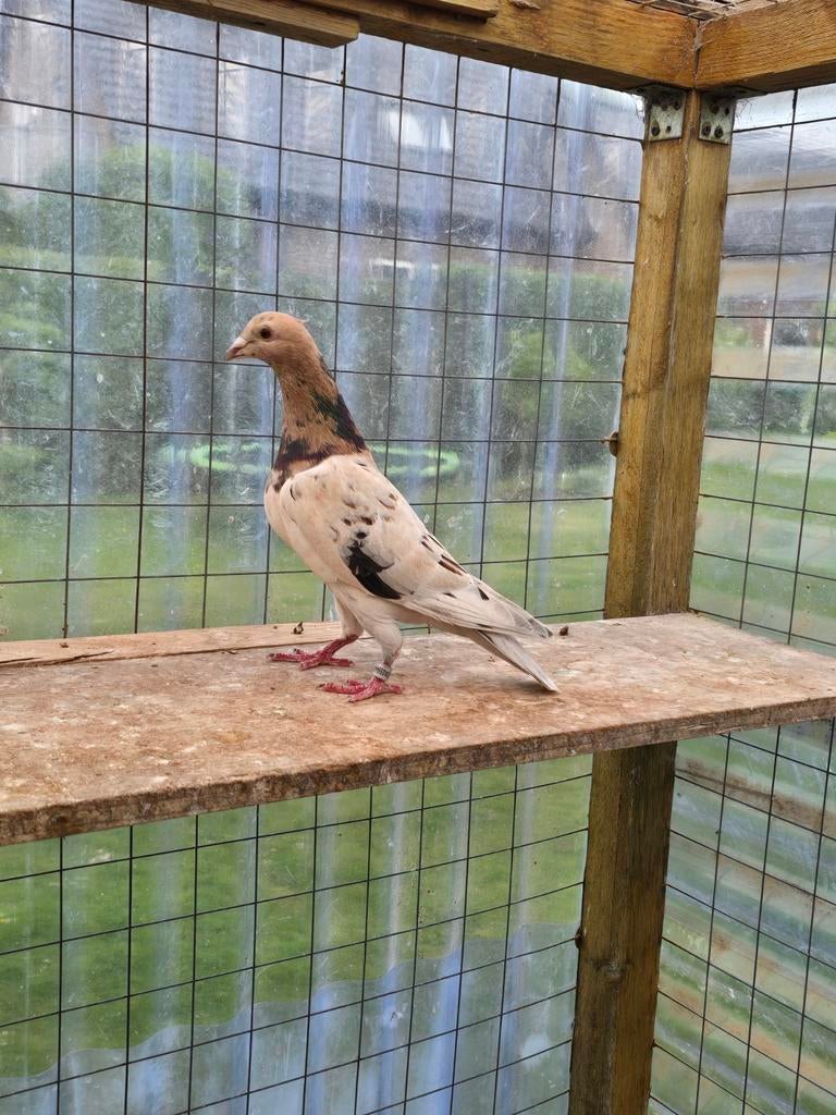Almond postduiven duiven te koop, Dieren en Toebehoren, Vogels | Duiven, Vrouwelijk, Postduif
