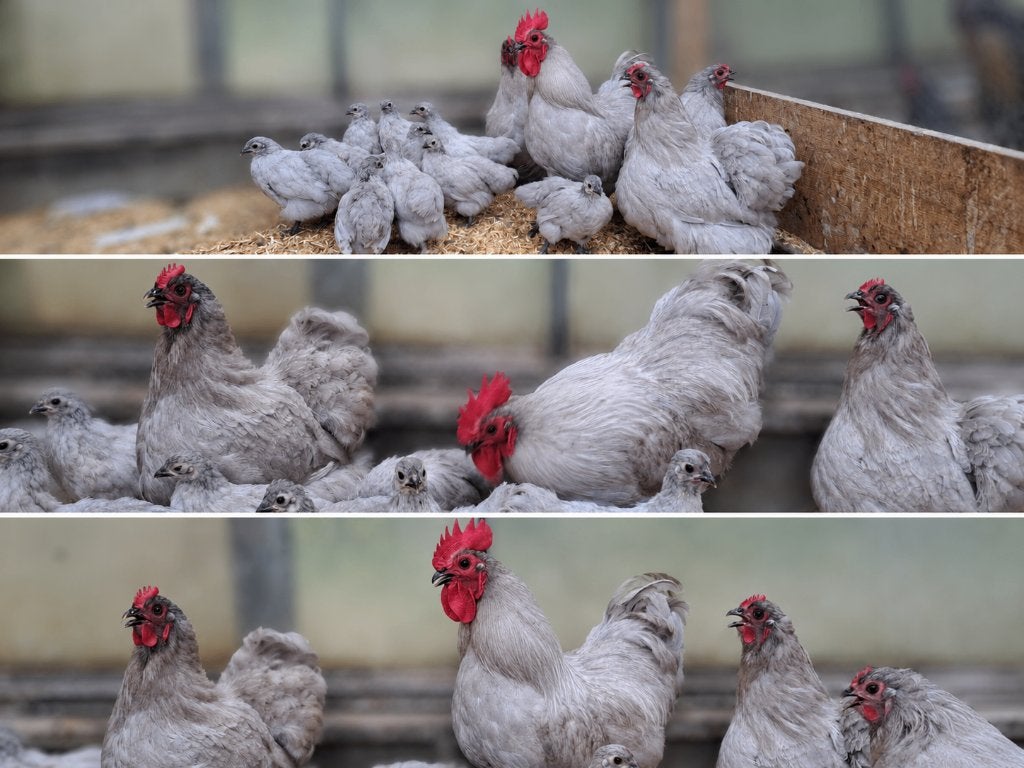 30 broedeieren Orpington kriel parelgrijs € 25,00, Dieren en Toebehoren, Geslacht onbekend, Kip