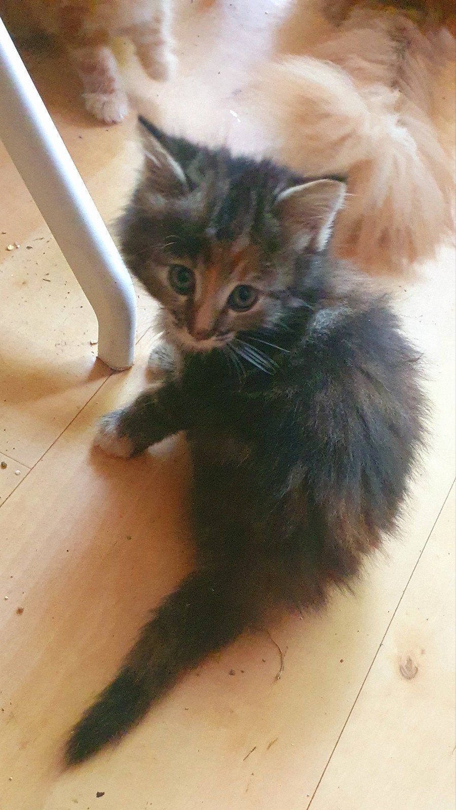 Half Noorse boskat kitten - Beschikbaar vanaf 1 november, Dieren en Toebehoren, Poes