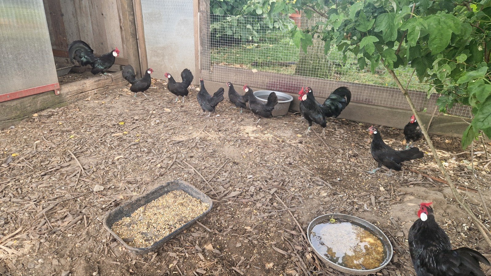 Java krielen en Hollandse krielen, Dieren en Toebehoren, Pluimvee, Meerdere dieren, Kip