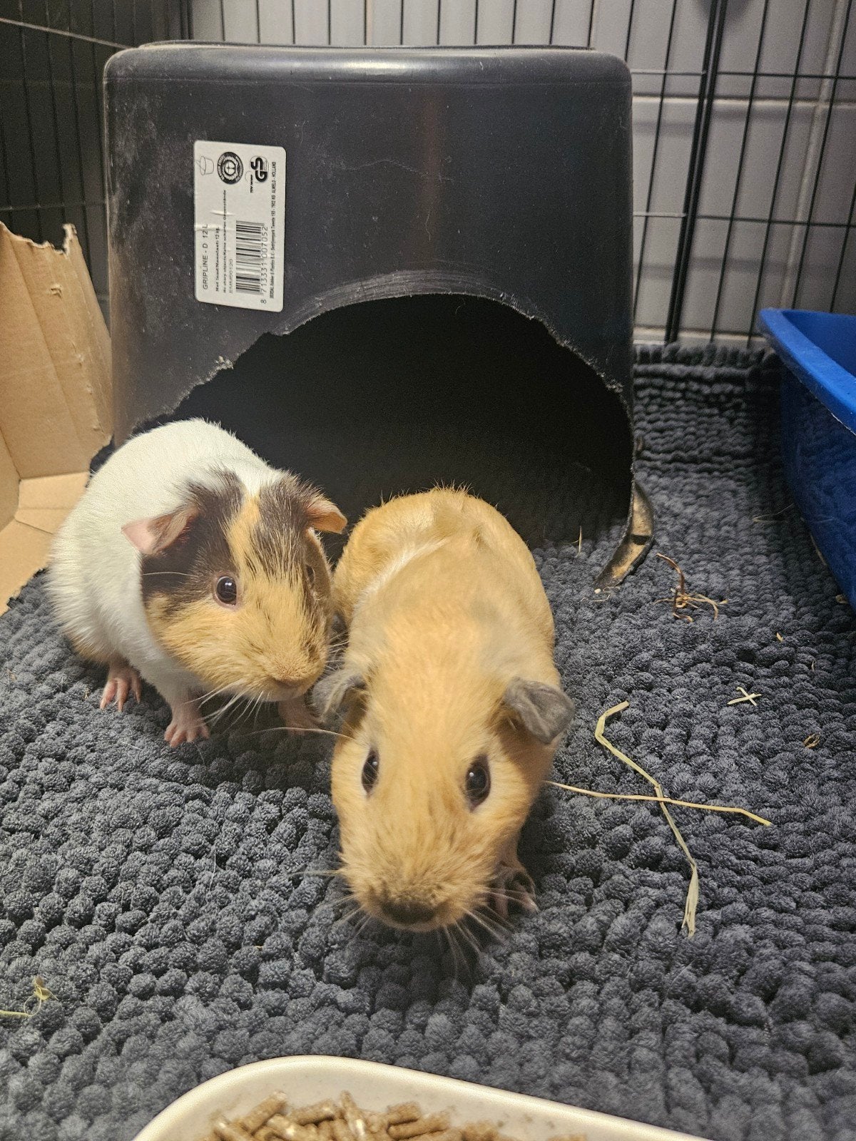 california beertje en broertje (zoeken snel nieuw huis), Cavia, Mannelijk, Mei, Tam