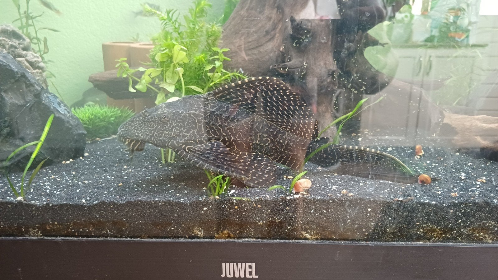 Pleco, Ophalen