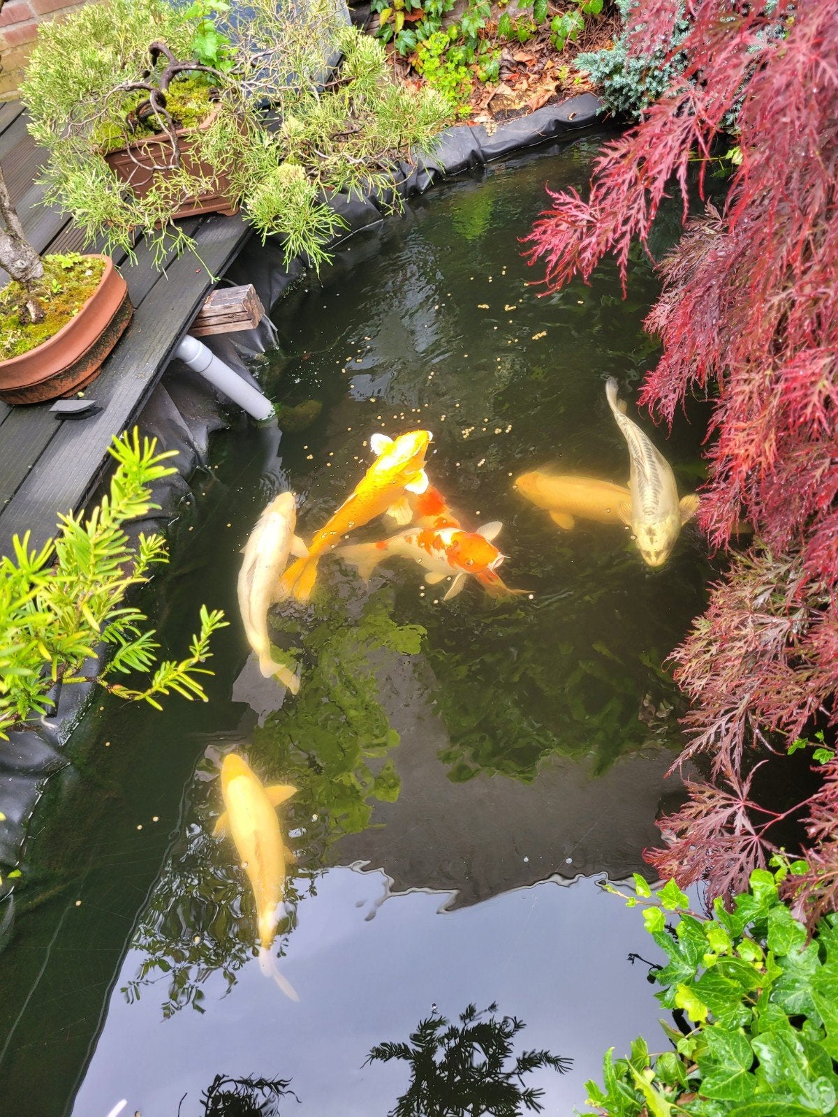 7 mooie koi's