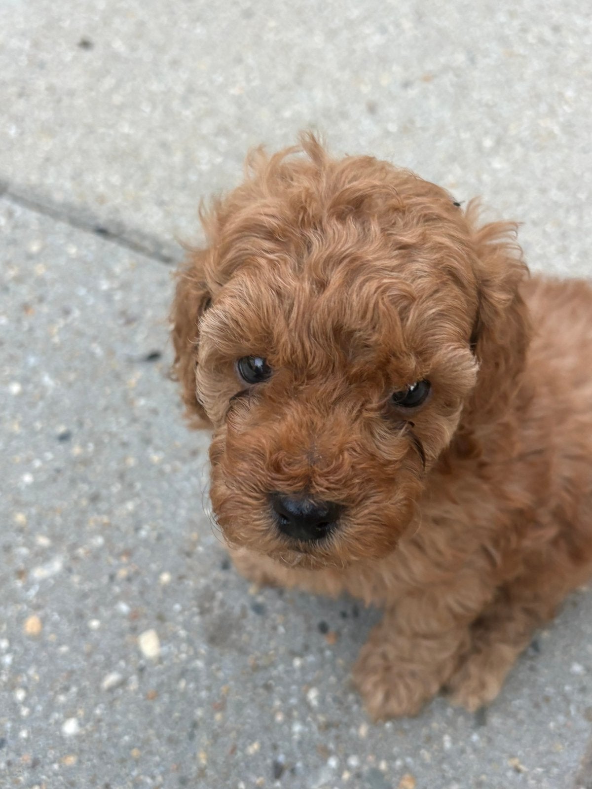 Toypoedel puppys toypoedel poedel, Dieren en Toebehoren, Poedel, Parvo, 8 tot 15 weken, Meerdere