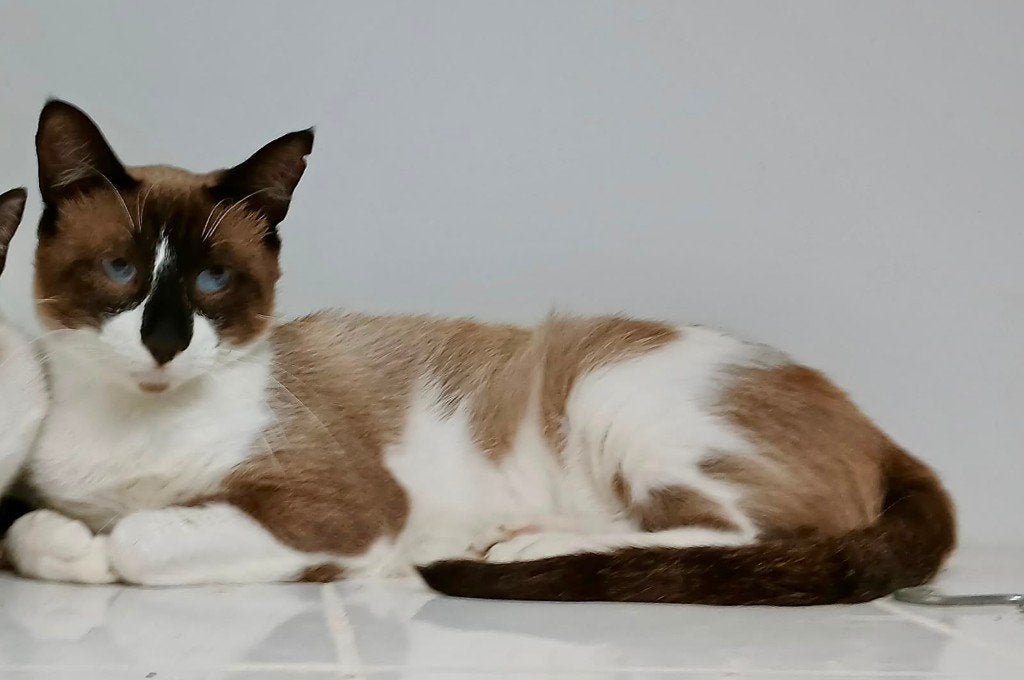 MJM Dogs Foundation: Bartolo, Dieren en Toebehoren, Katten en Kittens | Overige Katten, Kater, Kortharig, 0 tot 2 jaar