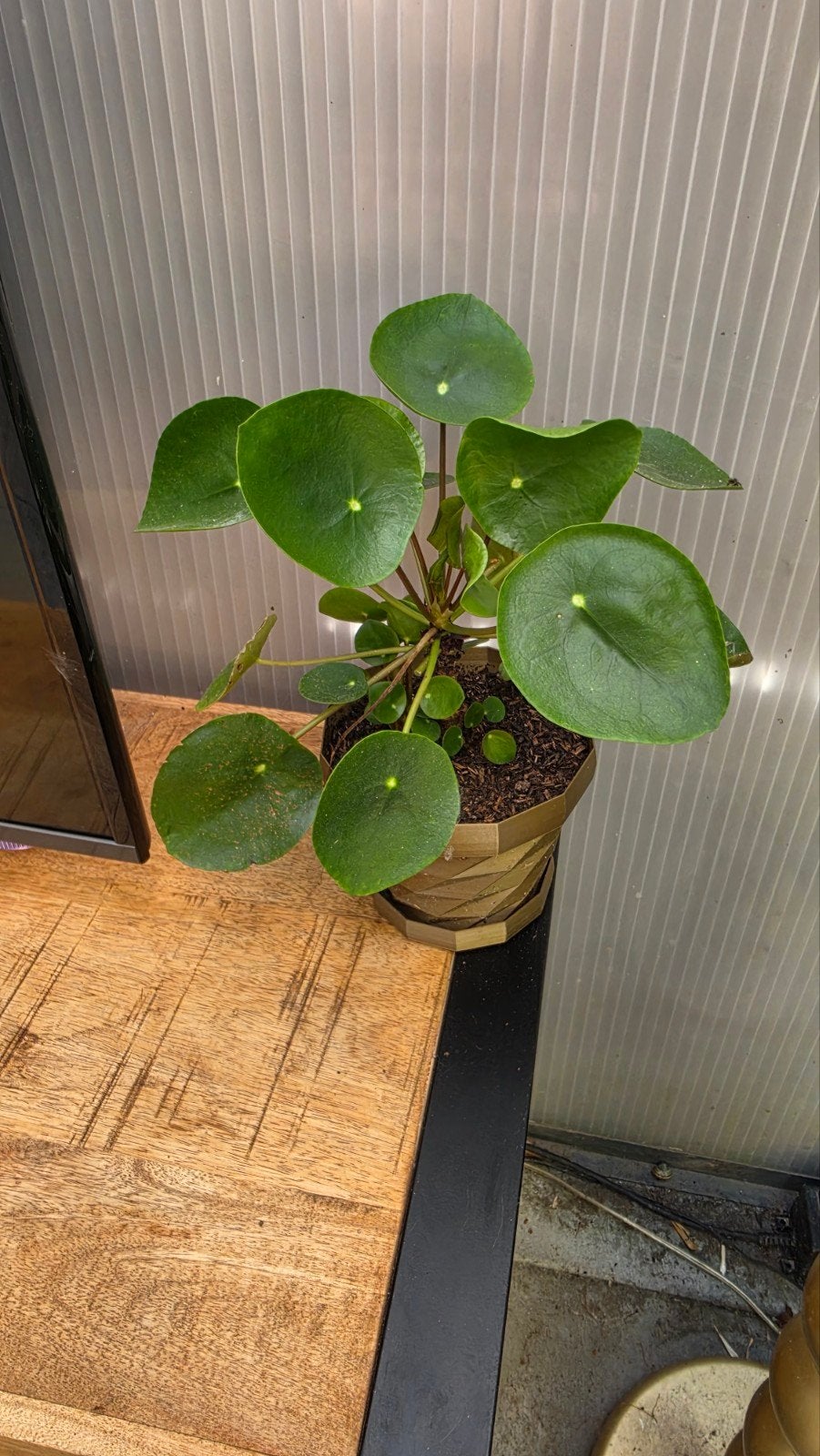 Mooie, gezonde Pannenkoekplant met uitschieters, Overige soorten, In pot, Minder dan 100 cm, Groene kamerplant