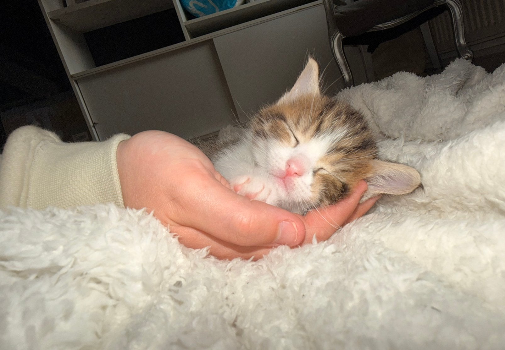 2 Super lieve aanhankelijke kittens te koop️, Dieren en Toebehoren, Katten en Kittens | Overige Katten, Kater