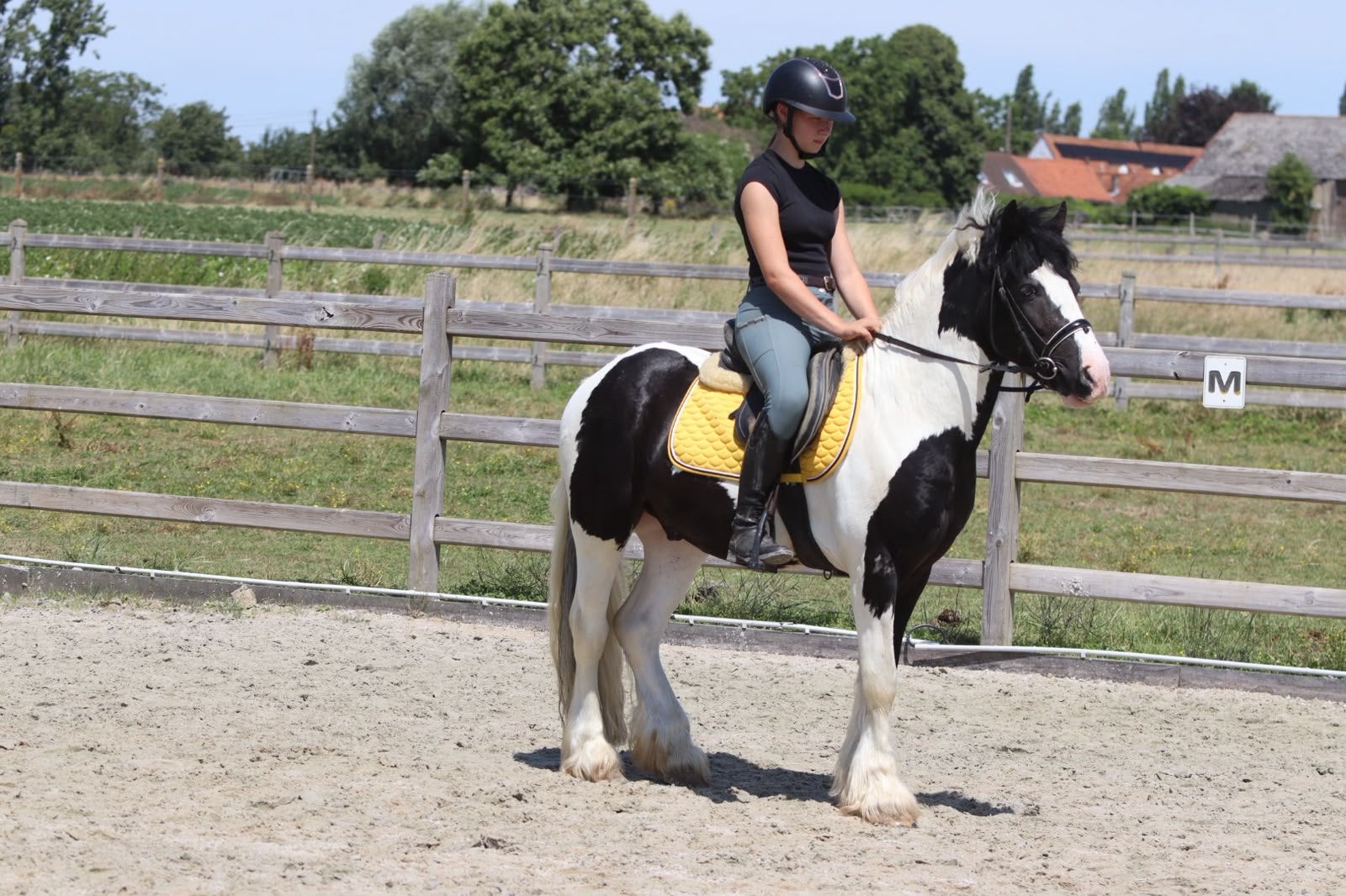 Knappe en super braaf gereden ruin, Minder dan 160 cm, Ruin, Zadelmak, 3 tot 6 jaar